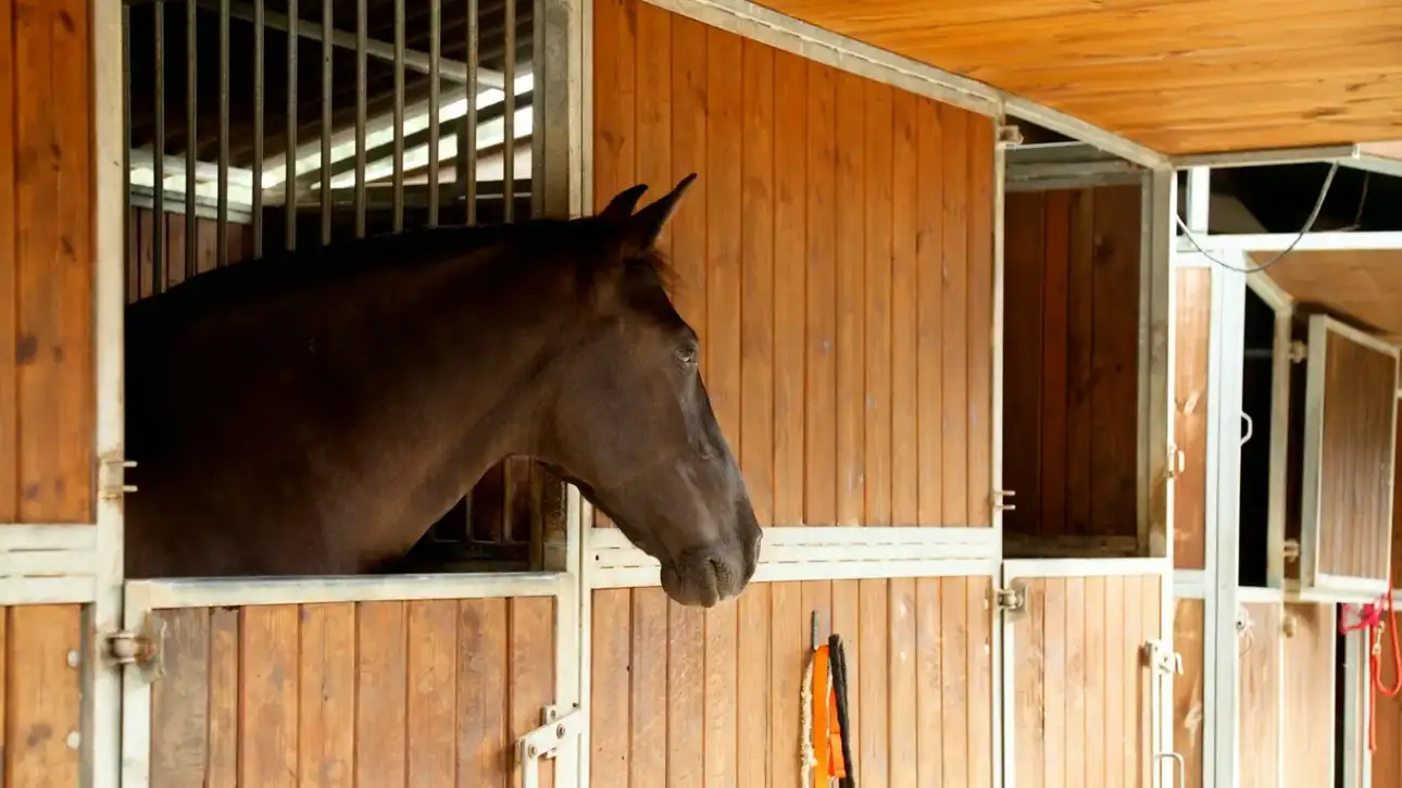 koń w stajni
